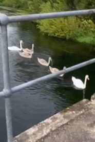 Geese