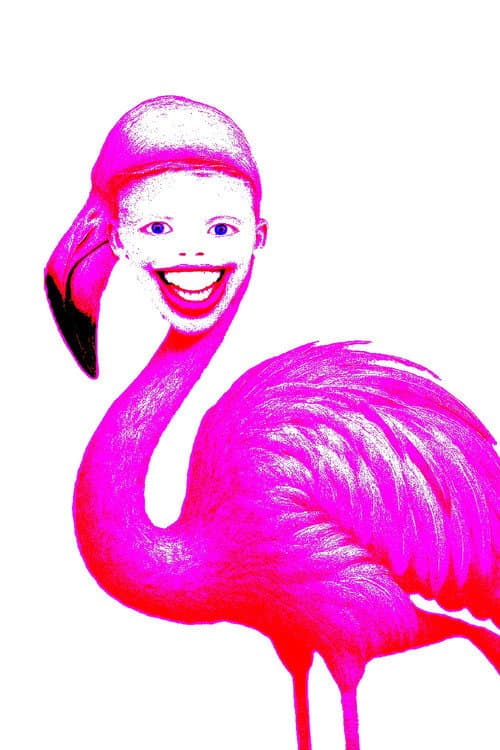 Flamingo
