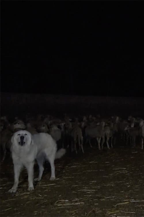 Wolves