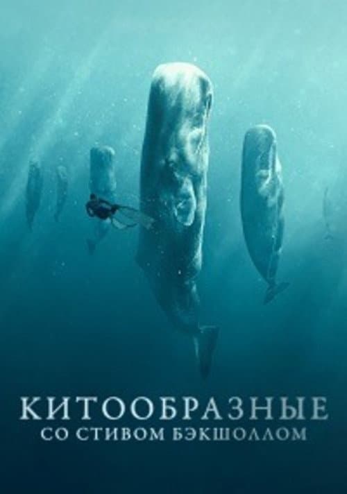 Китообразные со Стивом Бэкшоллом