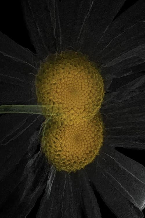 ARTIFICIALIS