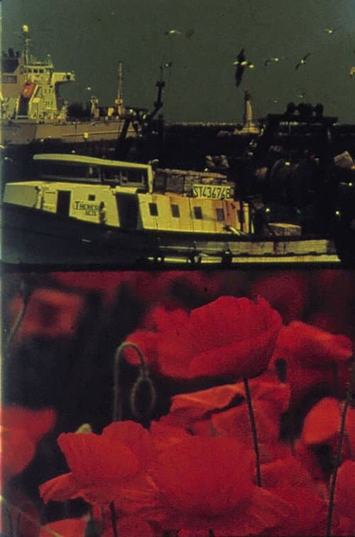 Voiliers et Coquelicots