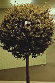 Bosso Magnol